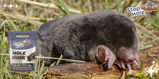 Πώς να εφαρμόσετε anti-mole στον κήπο σας;