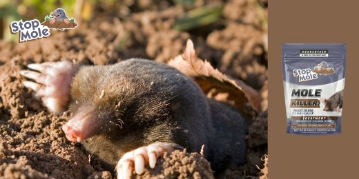 Η θεραπεία Stop Mole είναι εύκολη στην εφαρμογή για αρχάριους κήπους;